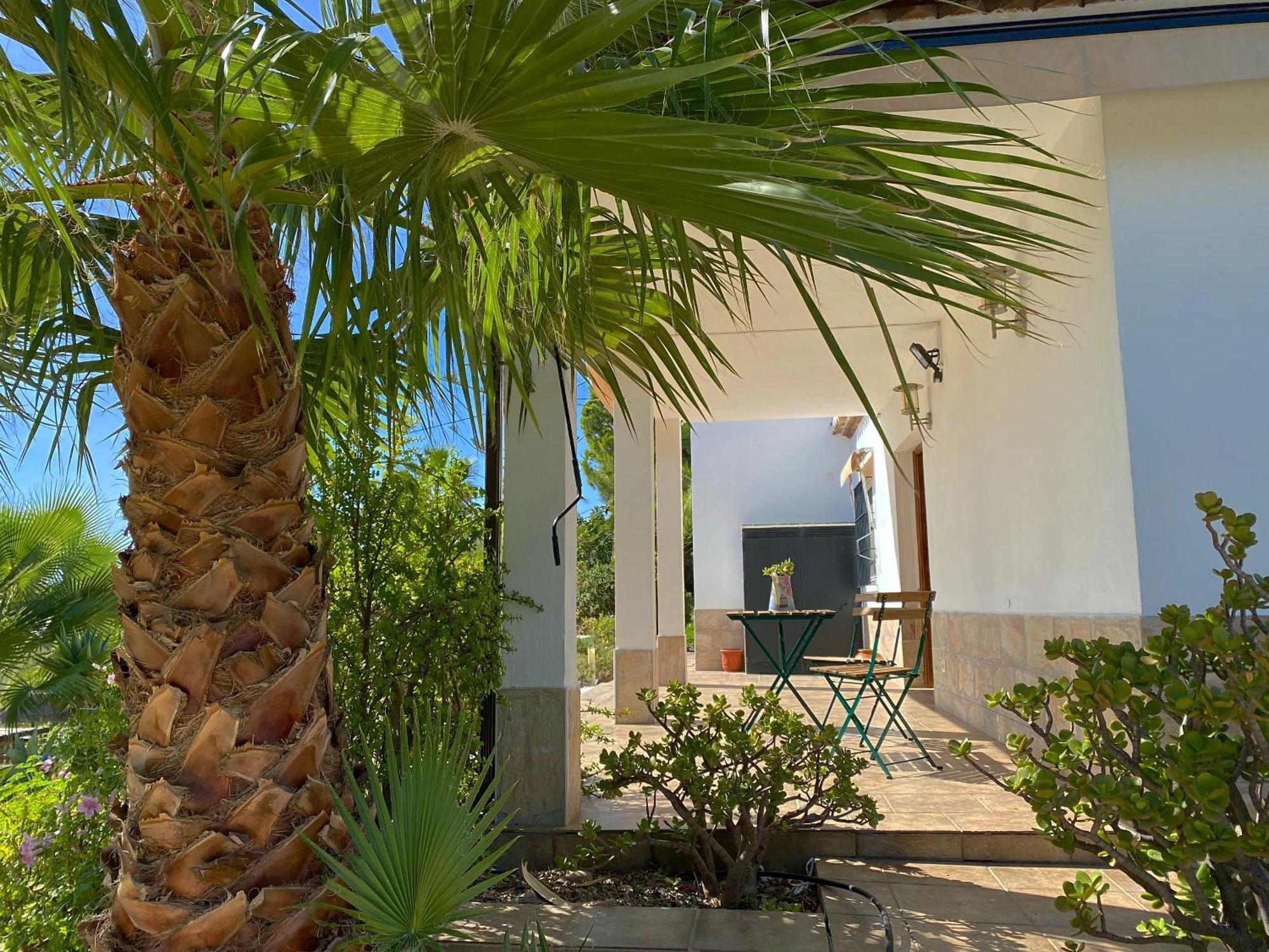 Palmeras Pizarra